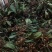毛慈姑(纯野生货)一手货源