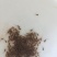 南方大口鲶鲶鱼苗杂交鲶鱼苗存活率90%