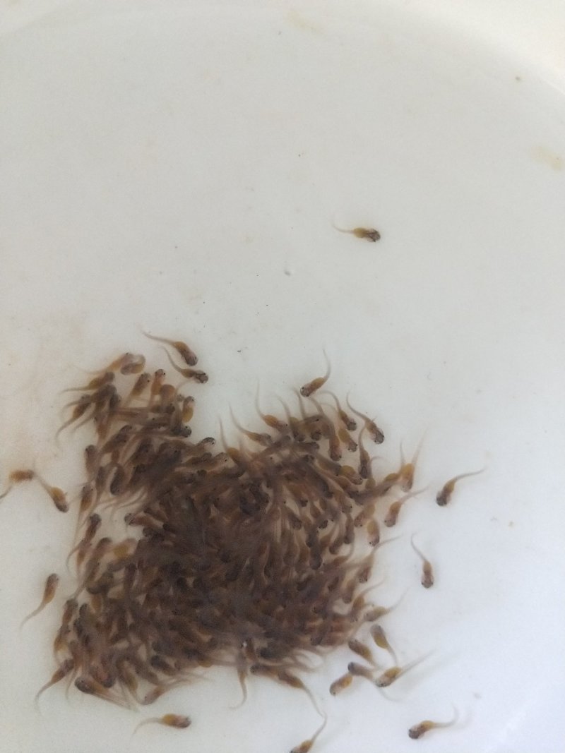 南方大口鲶鲶鱼苗杂交鲶鱼苗存活率90%