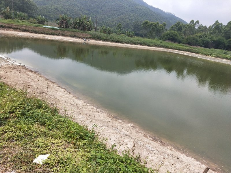 南方大口鲶鲶鱼苗杂交鲶鱼苗存活率90%
