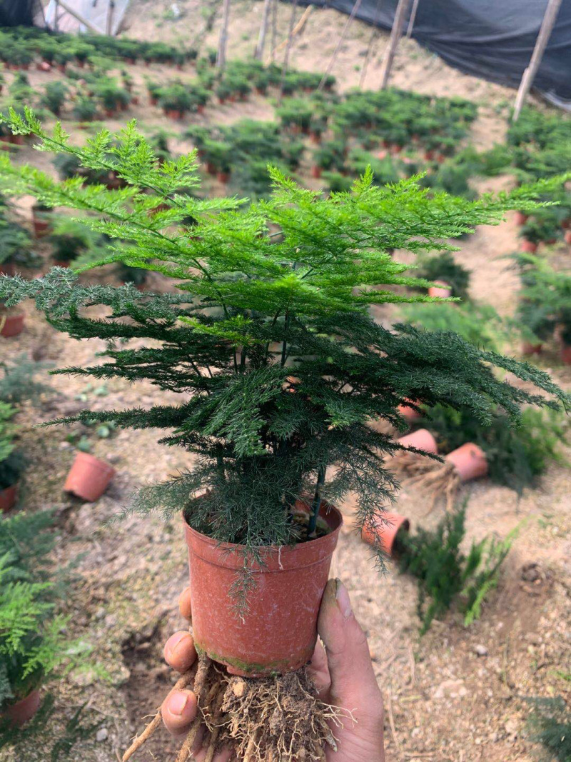 小文竹大小规格优选带盆整箱批发现货