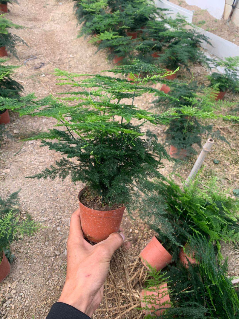 小文竹大小规格优选带盆整箱批发现货