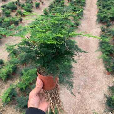 小文竹大小规格优选带盆整箱批发现货