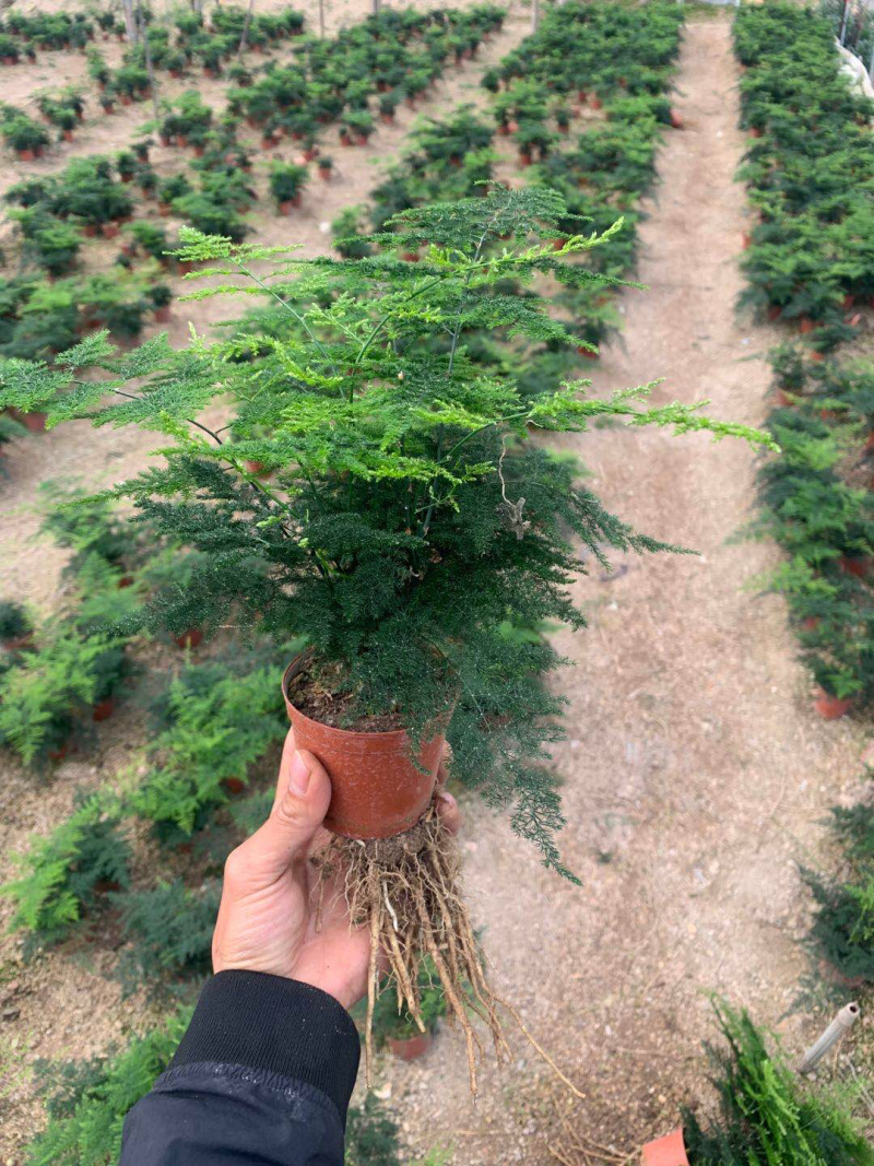 小文竹大小规格优选带盆整箱批发现货