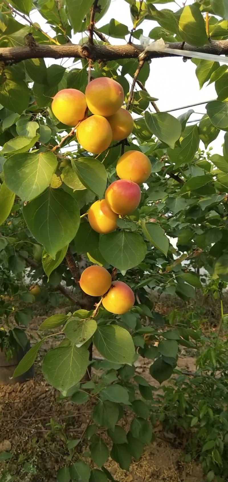 陕西水果大棚丰园红杏，金太阳，金寿，凯特四月十号大量上市