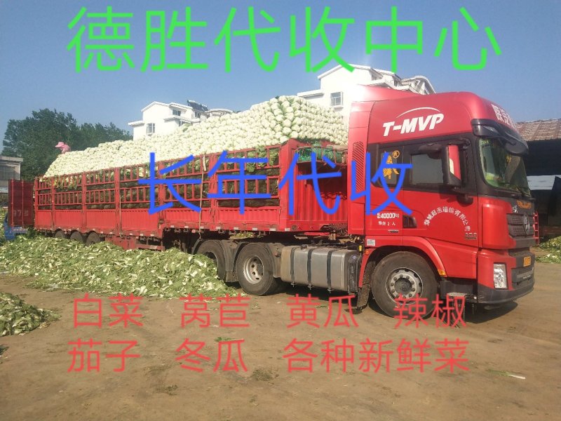【新鲜白菜】山东精品黄心大白菜全国发货品质保障量大价优