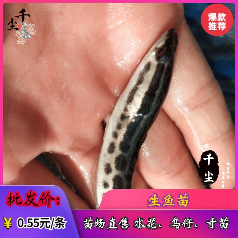 黑鱼苗乌鱼苗乌鱧鱼苗黑鱼水花、寸苗存活率95%