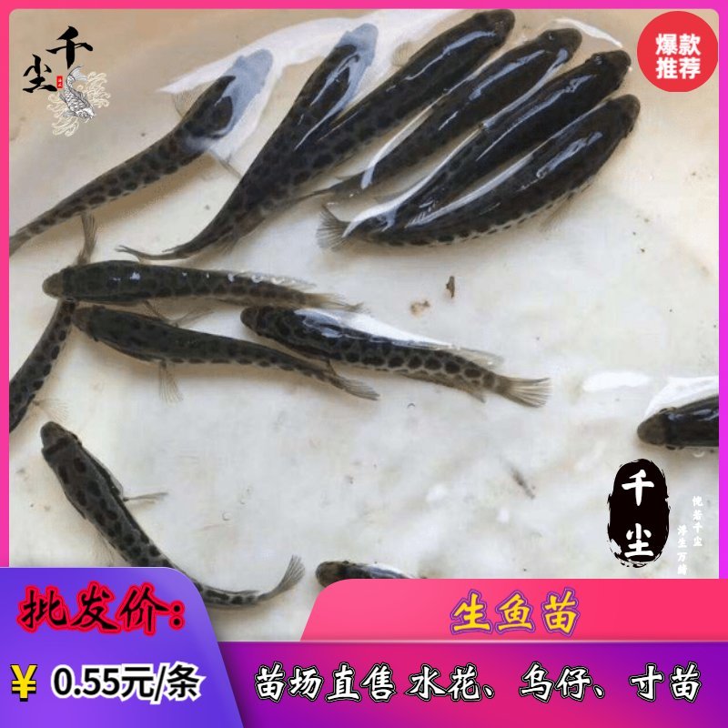 黑鱼苗乌鱼苗乌鱧鱼苗黑鱼水花、寸苗存活率95%