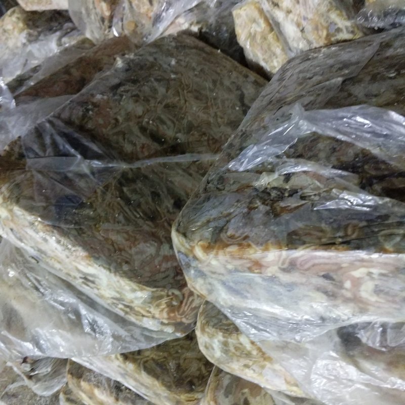 鱼饲料