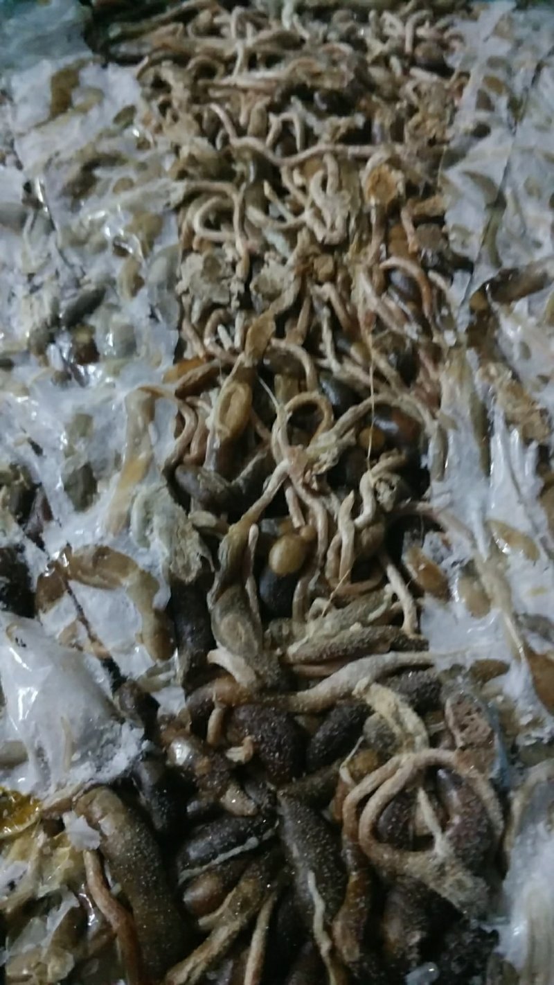 鱼饲料