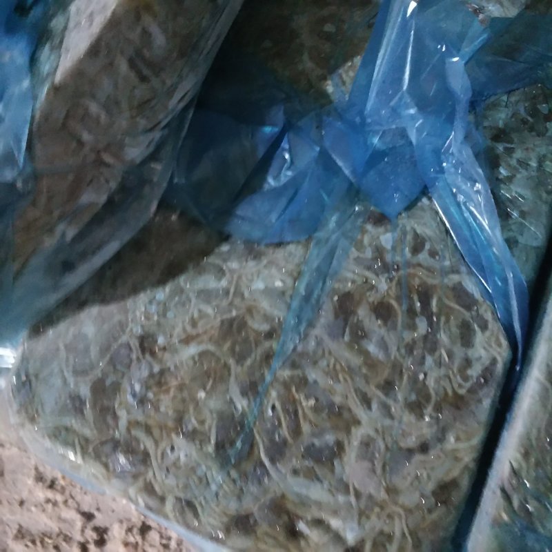鱼饲料