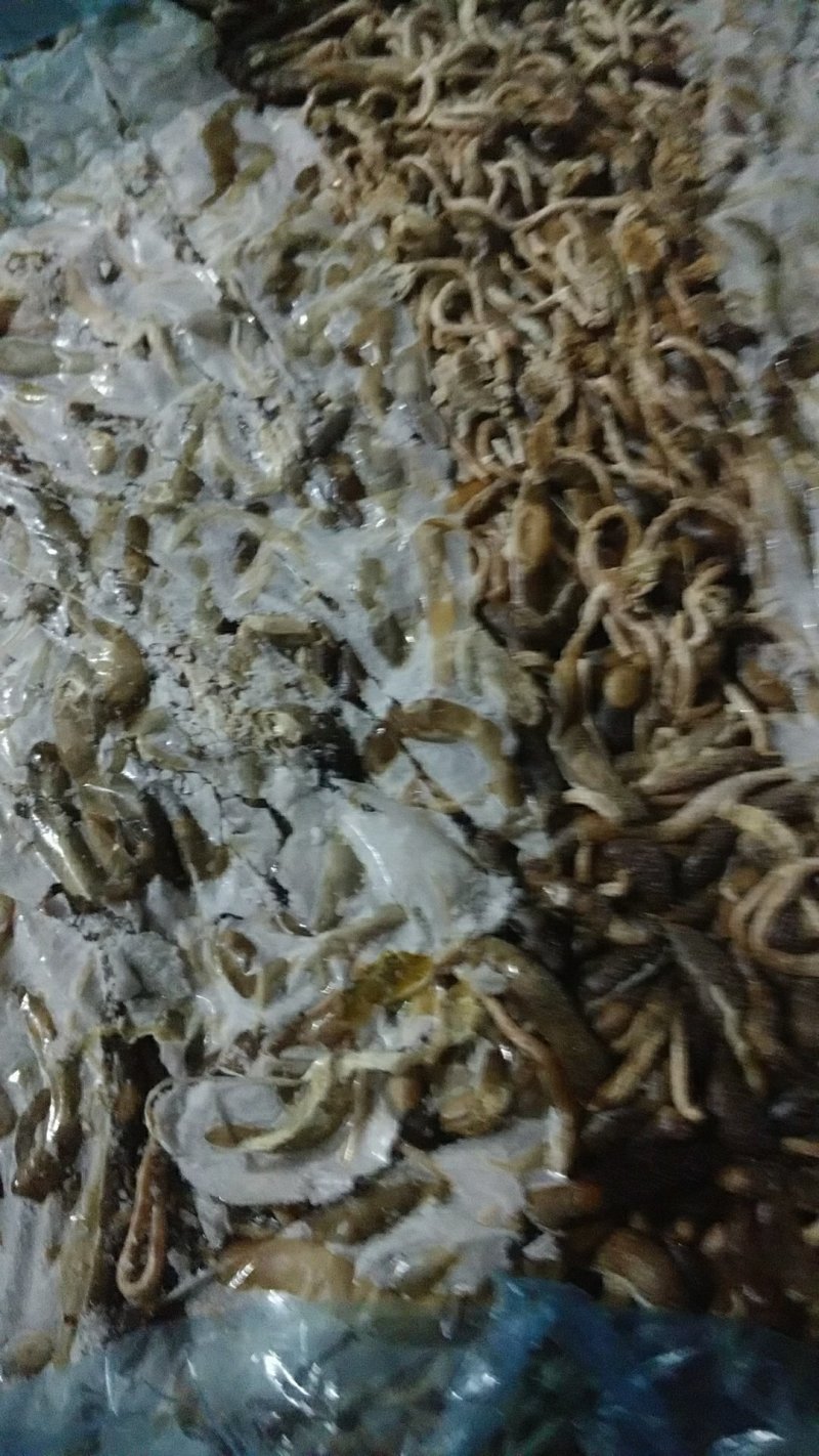 鱼饲料