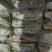 鱼饲料