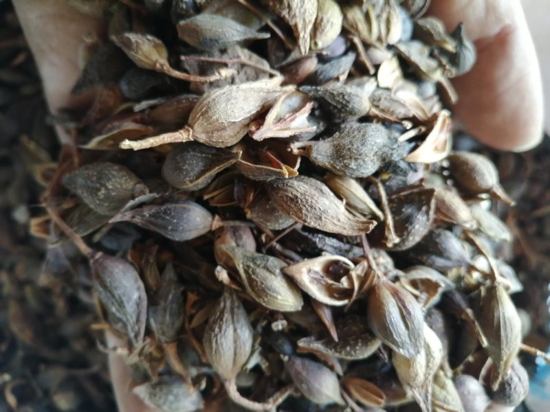 连翘，青翘，大宗品种用量大，用途广泛，现货供应