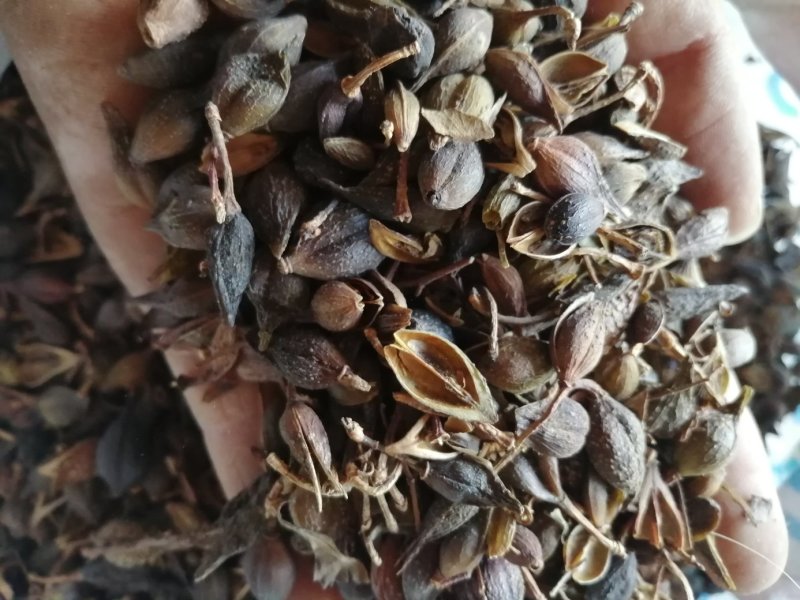 连翘，青翘，大宗品种用量大，用途广泛，现货供应