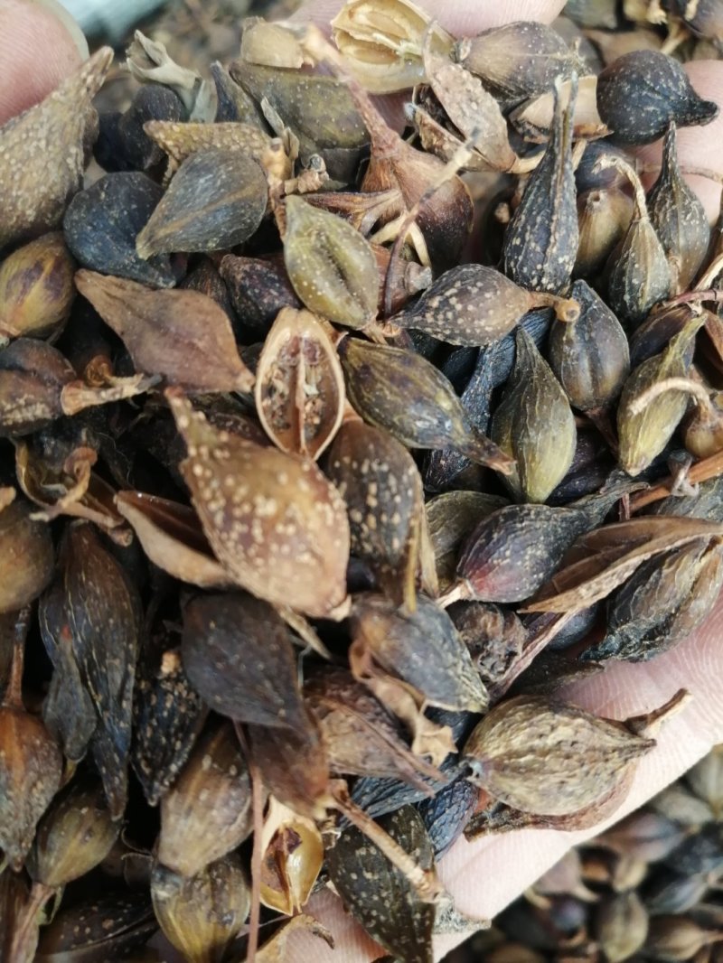 连翘，青翘，大宗品种用量大，用途广泛，现货供应