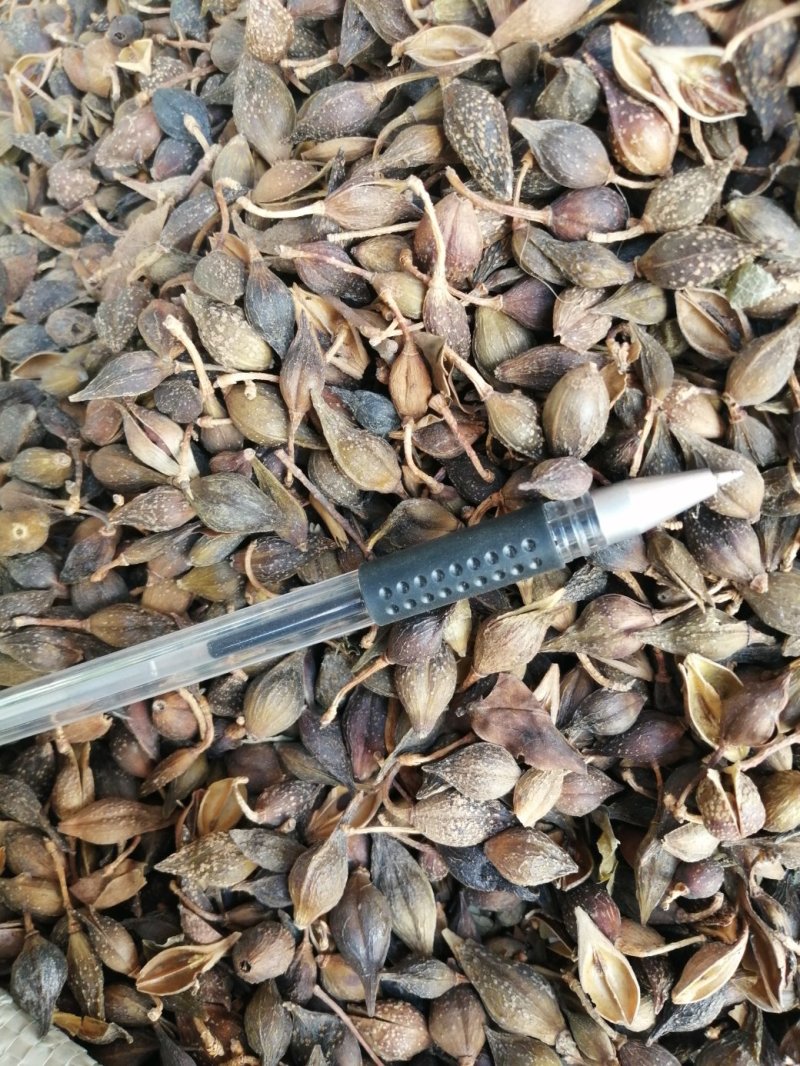 连翘，青翘，大宗品种用量大，用途广泛，现货供应