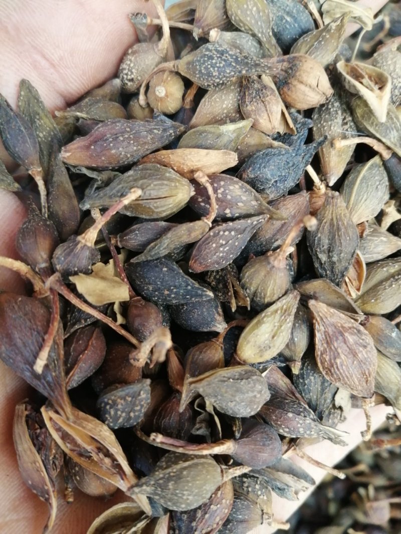 连翘，青翘，大宗品种用量大，用途广泛，现货供应