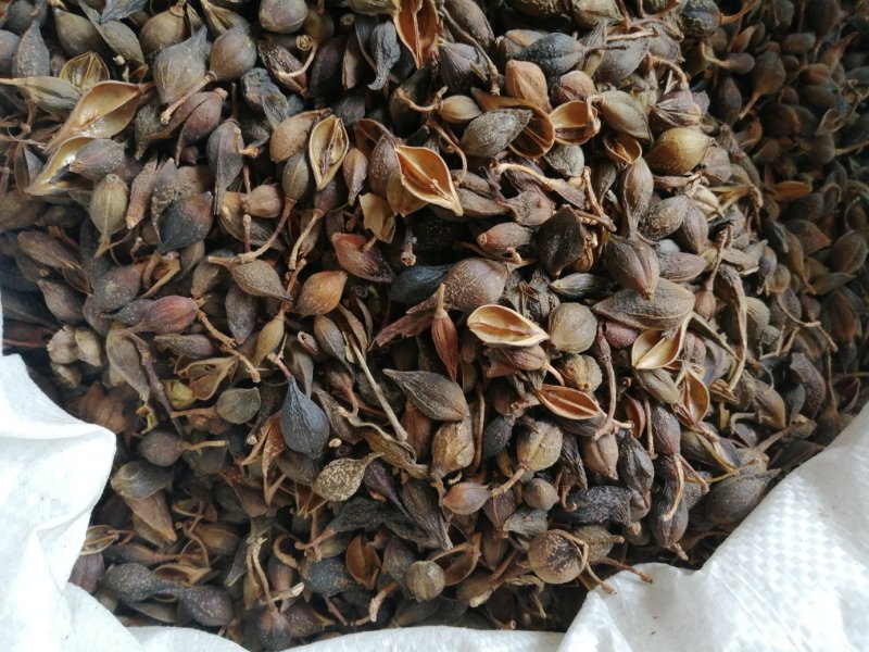 连翘，青翘，大宗品种用量大，用途广泛，现货供应