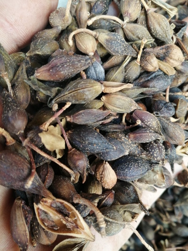 连翘，青翘，大宗品种用量大，用途广泛，现货供应