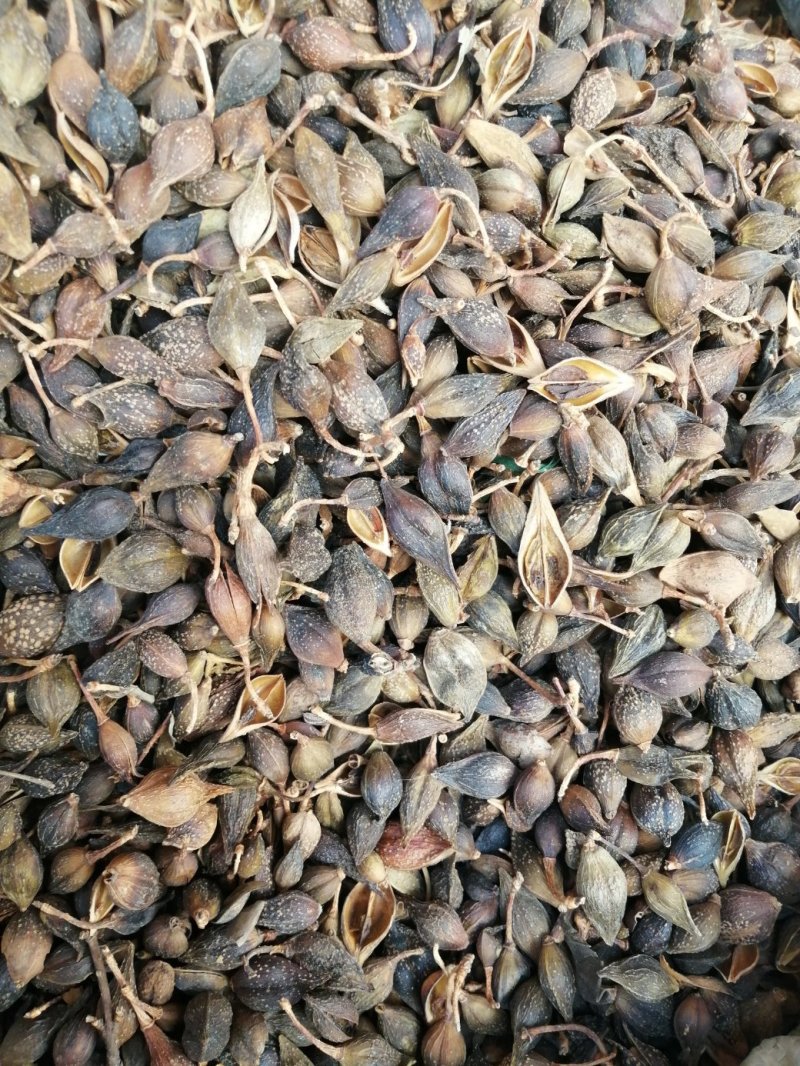 连翘，青翘，大宗品种用量大，用途广泛，现货供应