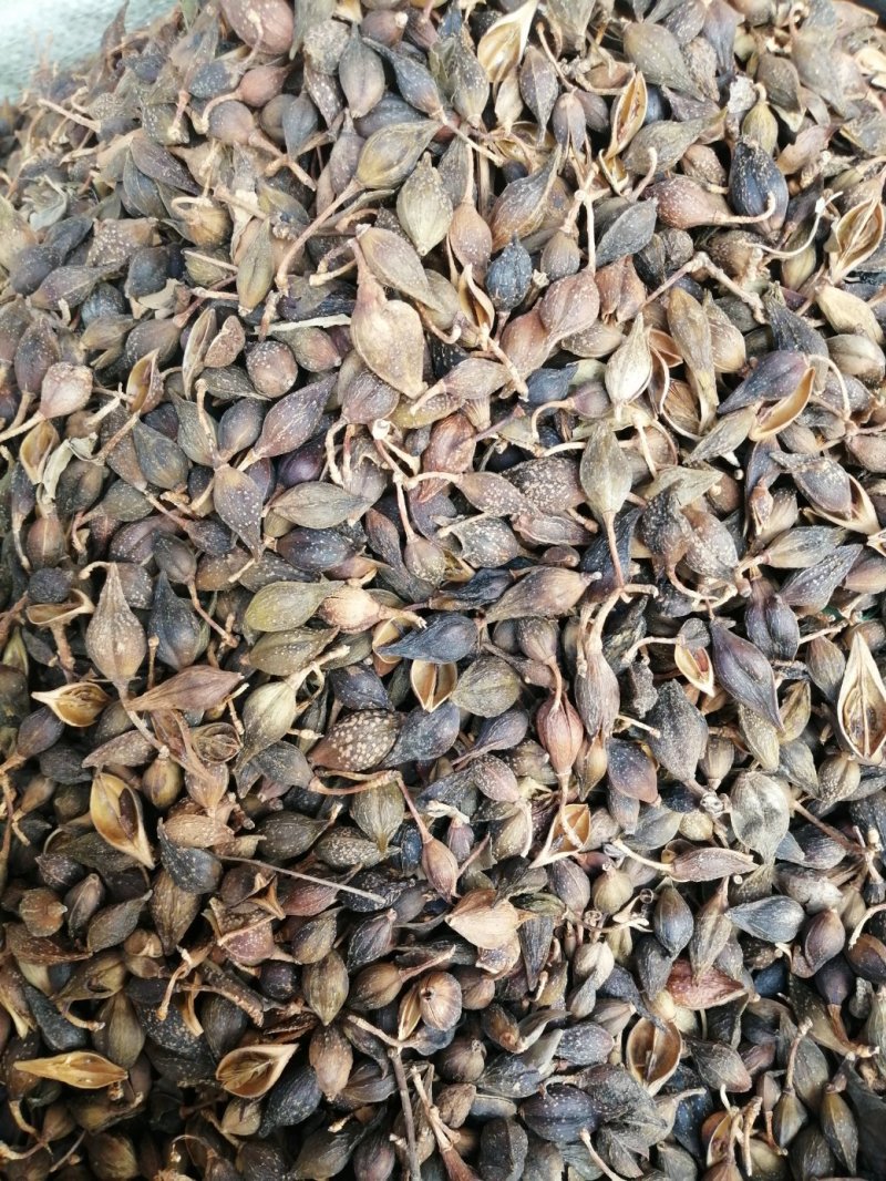 连翘，青翘，大宗品种用量大，用途广泛，现货供应