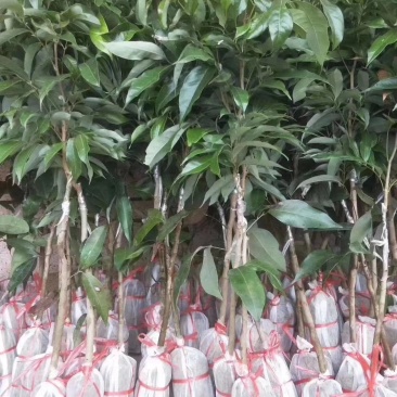 无核荔枝