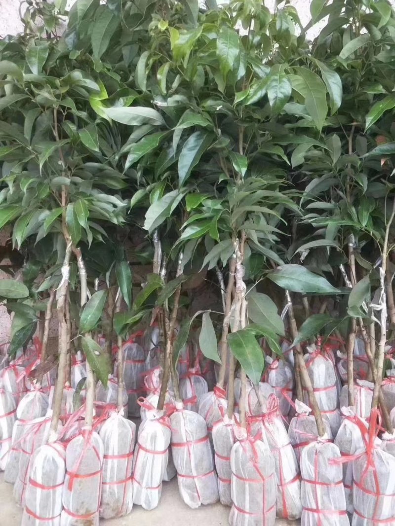 无核荔枝