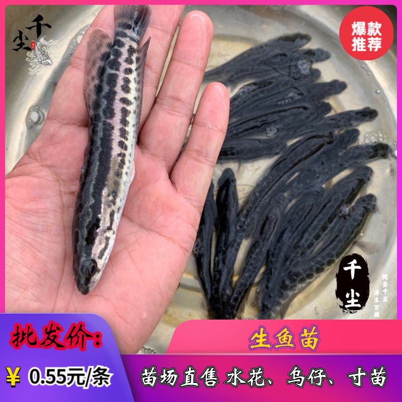 优质黑鱼苗杂交黑鱼苗杂交财鱼苗乌鱧苗场直供