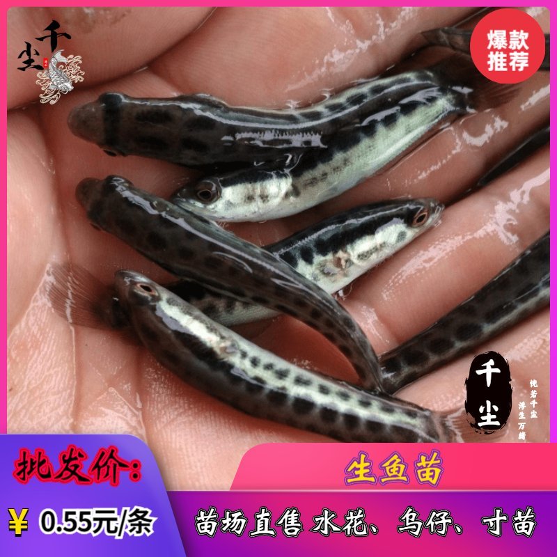 优质黑鱼苗杂交黑鱼苗杂交财鱼苗乌鱧苗场直供