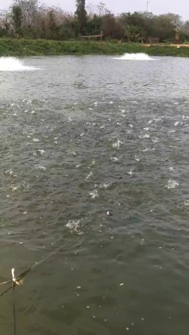 优质黑鱼苗杂交黑鱼苗杂交财鱼苗乌鱧苗场直供