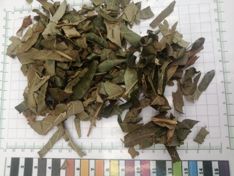 枇杷叶，生切、干切枇杷叶丝，颜色漂亮干度好，现货大量供应