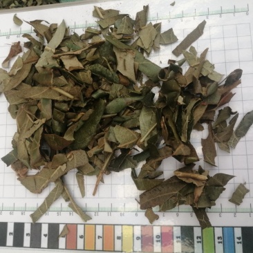 枇杷叶，生切、干切枇杷叶丝，颜色漂亮干度好，现货大量供应