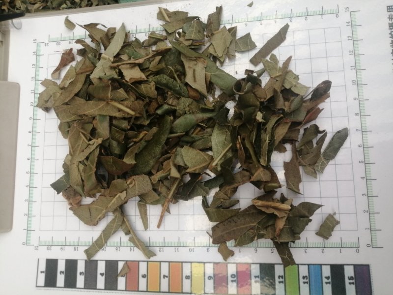 枇杷叶，生切、干切枇杷叶丝，颜色漂亮干度好，现货大量供应