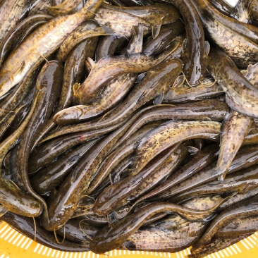12公分以上大规格驯化喂膨化料抗病强成活率高快长速花鲶苗