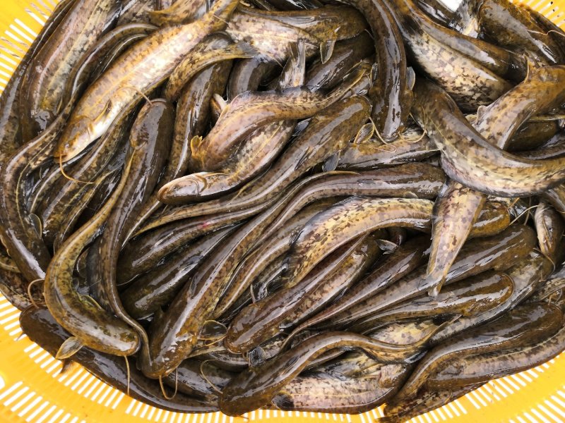 12公分以上大规格驯化喂膨化料抗病强成活率高快长速花鲶苗
