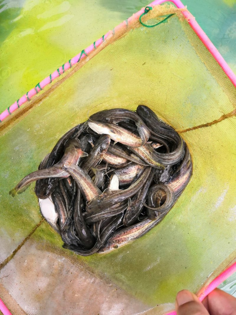 12公分以上大规格驯化喂膨化料抗病强成活率高快长速花鲶苗