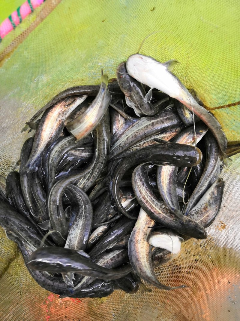 12公分以上大规格驯化喂膨化料抗病强成活率高快长速花鲶苗