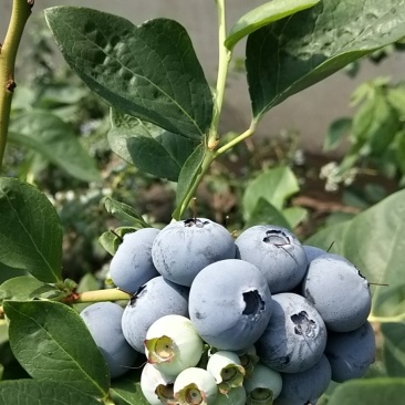 产地蓝莓