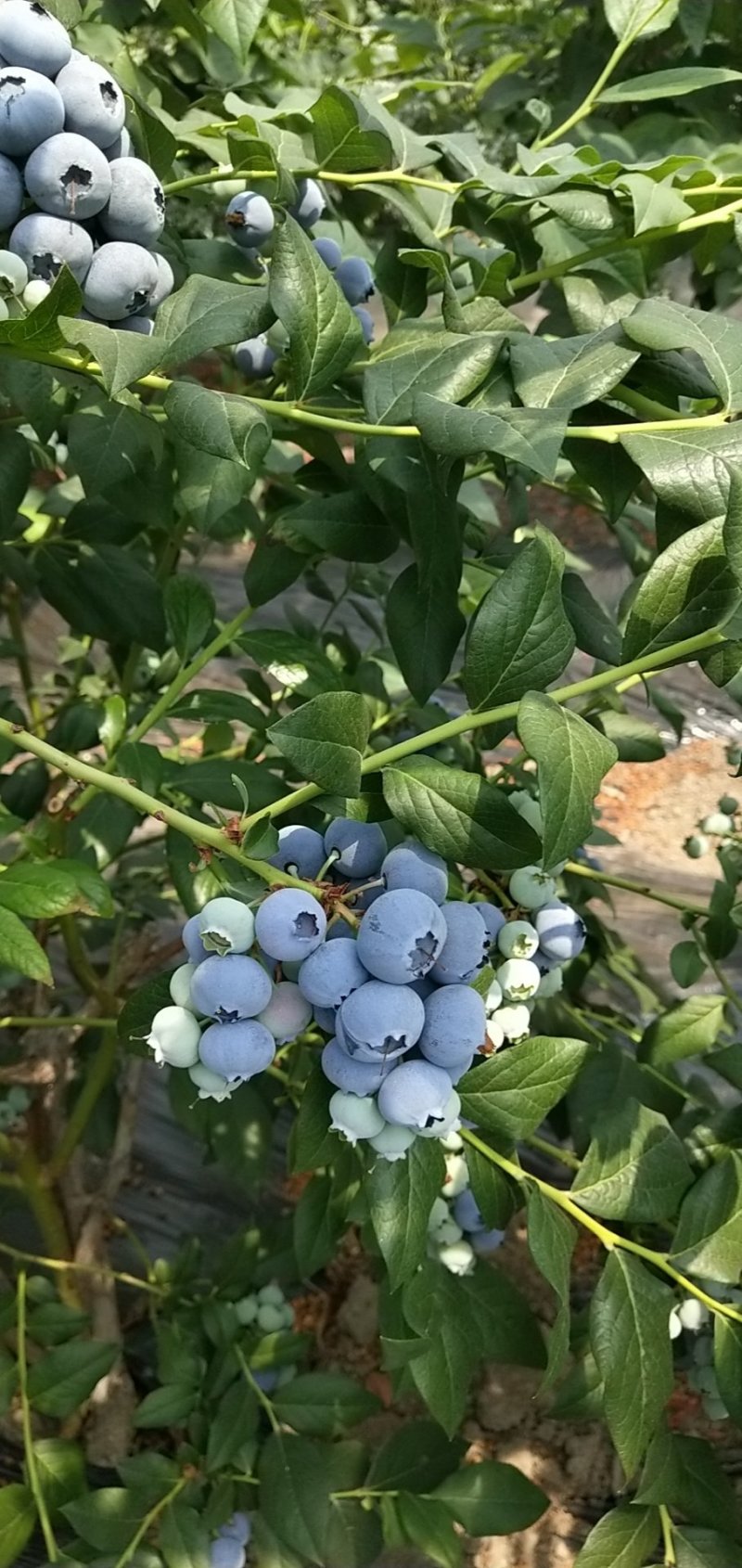 产地蓝莓