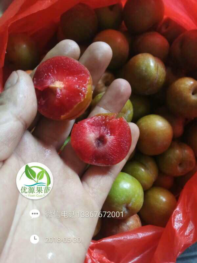银妃三华李苗早熟三华李苗迟熟红肉三华李苗