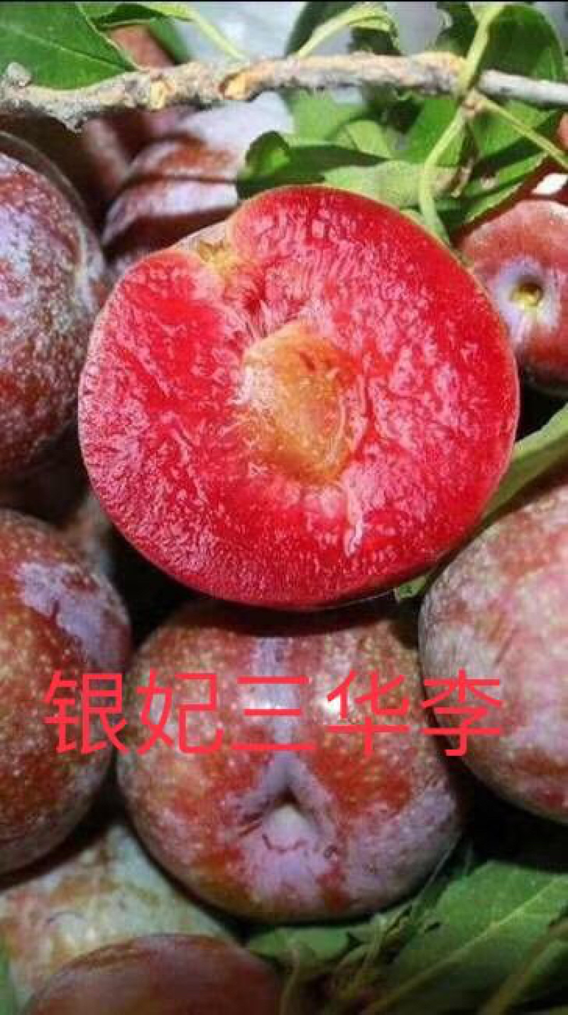 银妃三华李苗早熟三华李苗迟熟红肉三华李苗