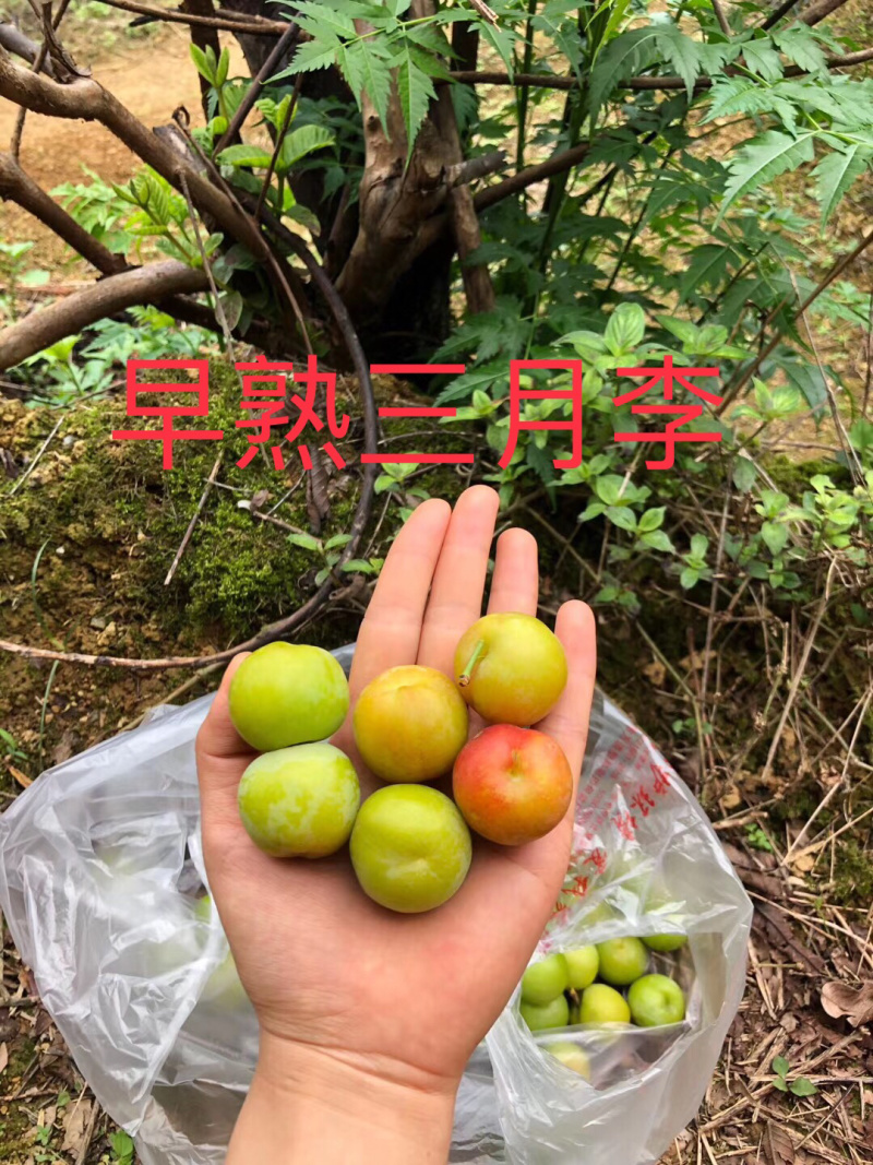 银妃三华李苗早熟三华李苗迟熟红肉三华李苗