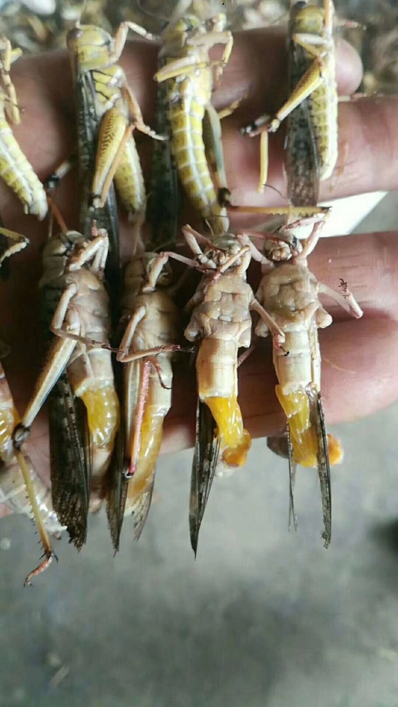 【东亚飞蝗】人工养殖蚂蚱价格从优餐桌美食富含高蛋白