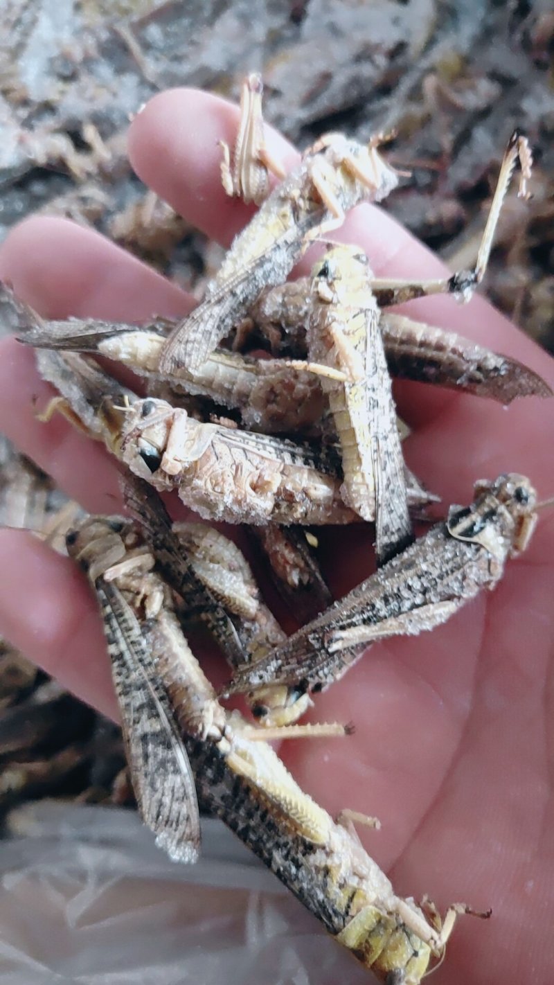 【东亚飞蝗】人工养殖蚂蚱价格从优餐桌美食富含高蛋白