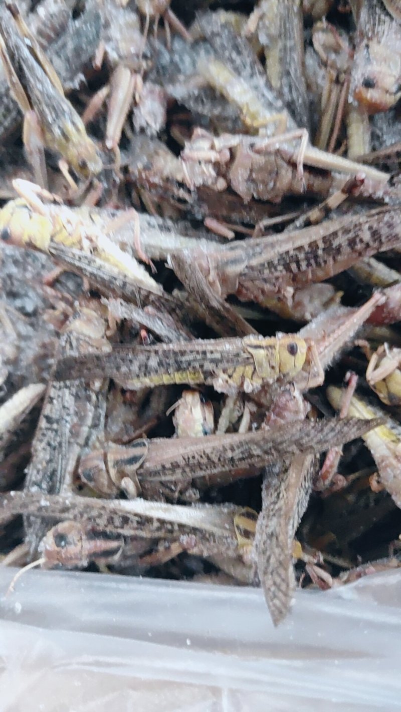 【东亚飞蝗】人工养殖蚂蚱价格从优餐桌美食富含高蛋白