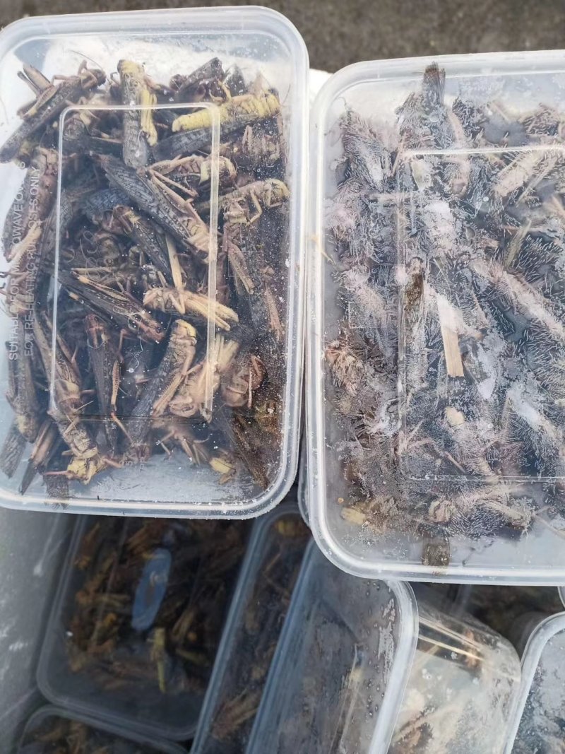 【东亚飞蝗】人工养殖蚂蚱价格从优餐桌美食富含高蛋白
