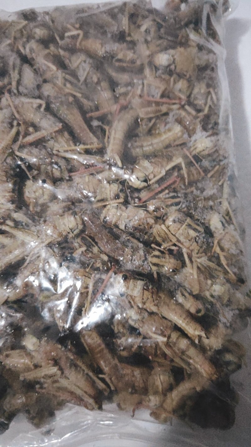 【东亚飞蝗】人工养殖蚂蚱价格从优餐桌美食富含高蛋白