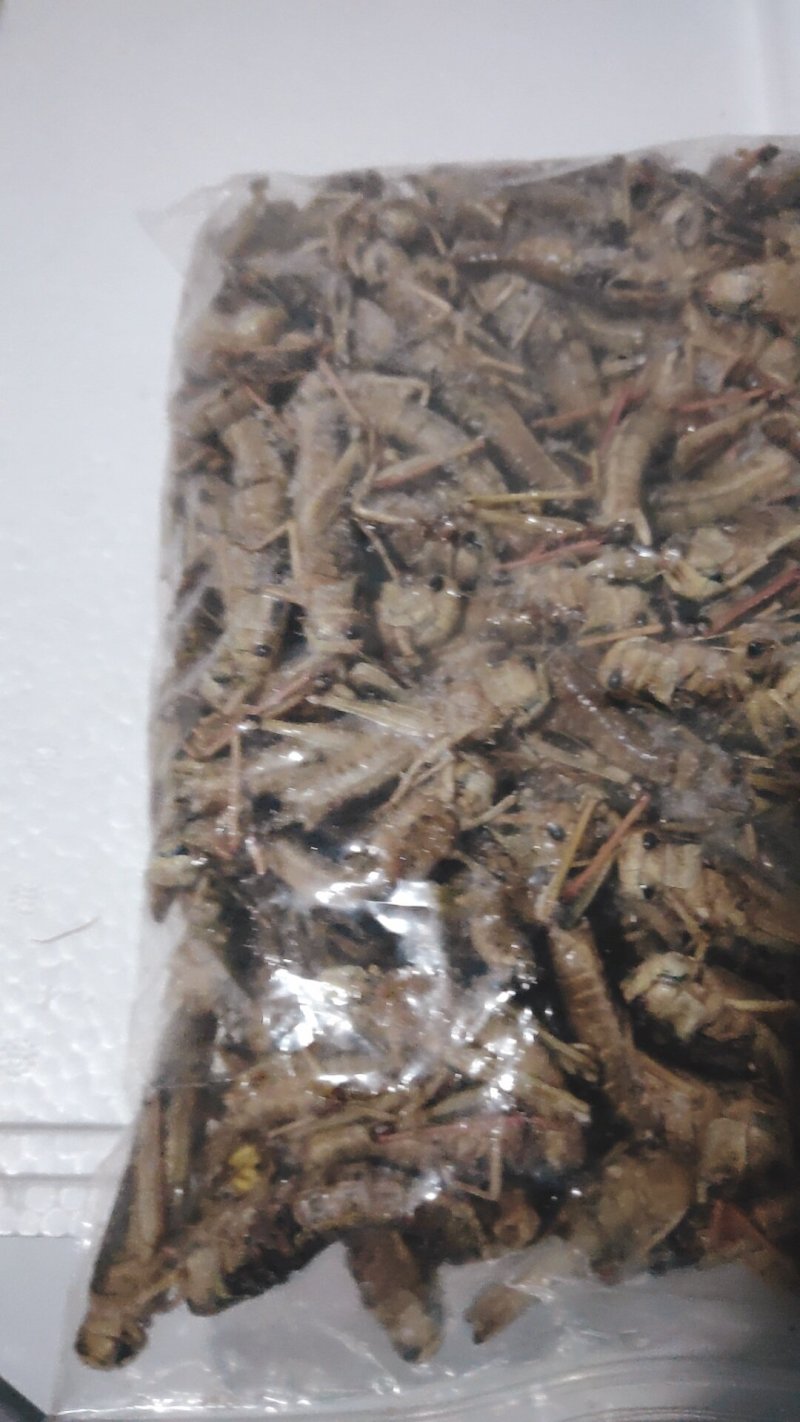 【东亚飞蝗】人工养殖蚂蚱价格从优餐桌美食富含高蛋白
