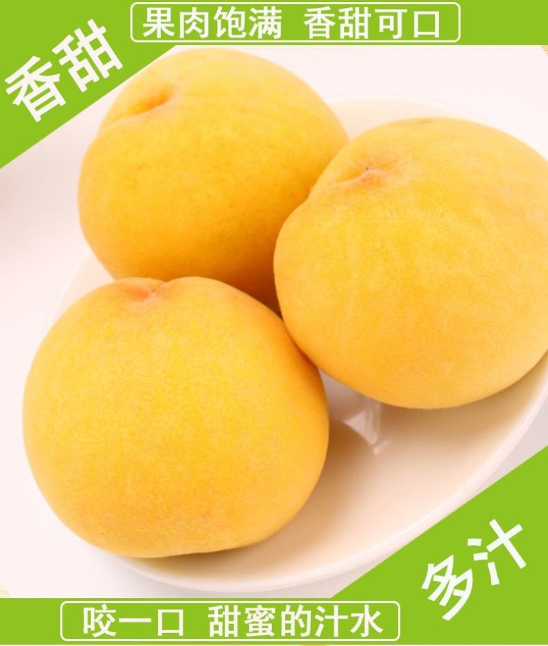 炎陵黄桃泰和高山锦绣黄桃全有机肥种植高档水果桃子